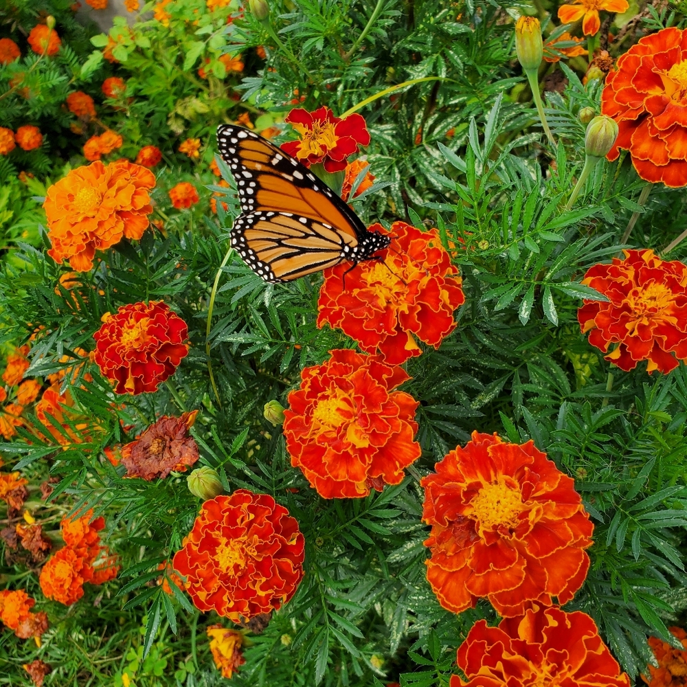 Seeds. Sparky Mix Marigold (500mg) 2025